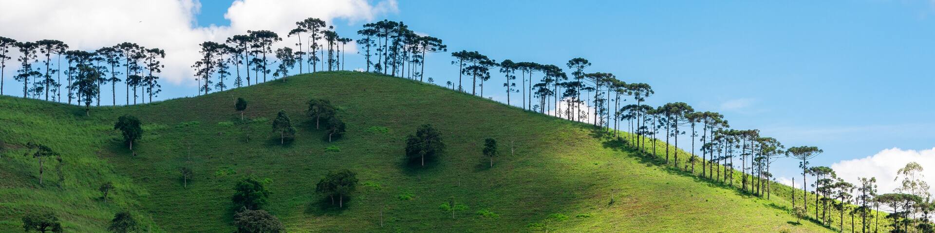 landscape with trees and mountains and blue sky