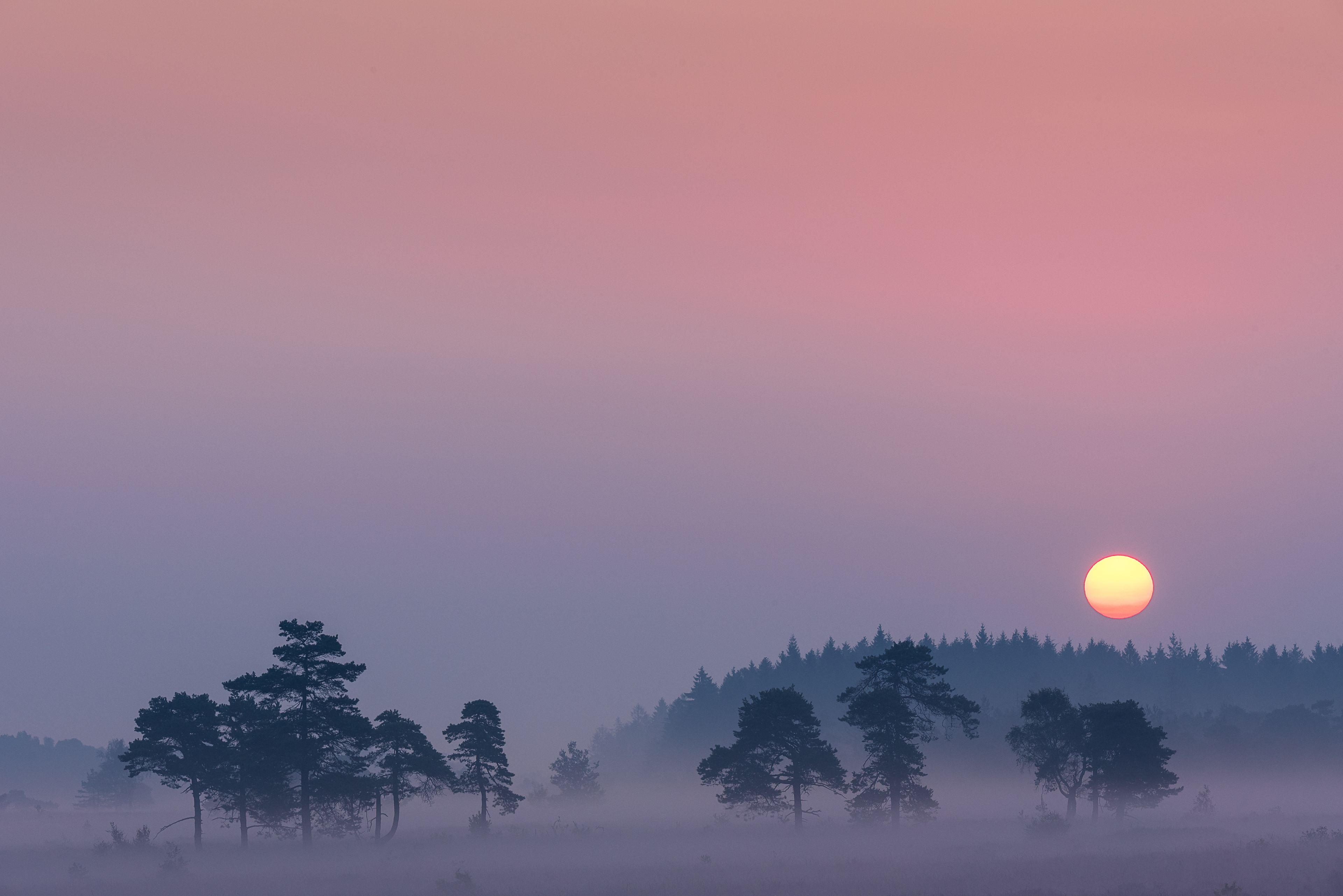 A sunrise over a forest with a misty foreground.
