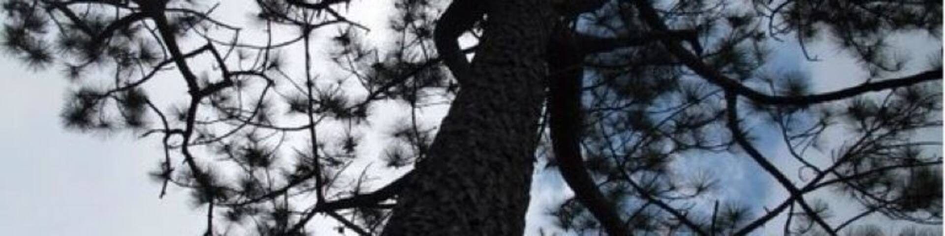 @Phu Kradueng Loei Thailand