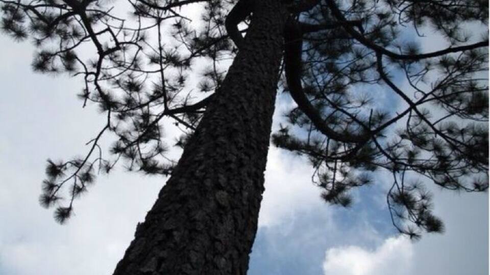 @Phu Kradueng Loei Thailand