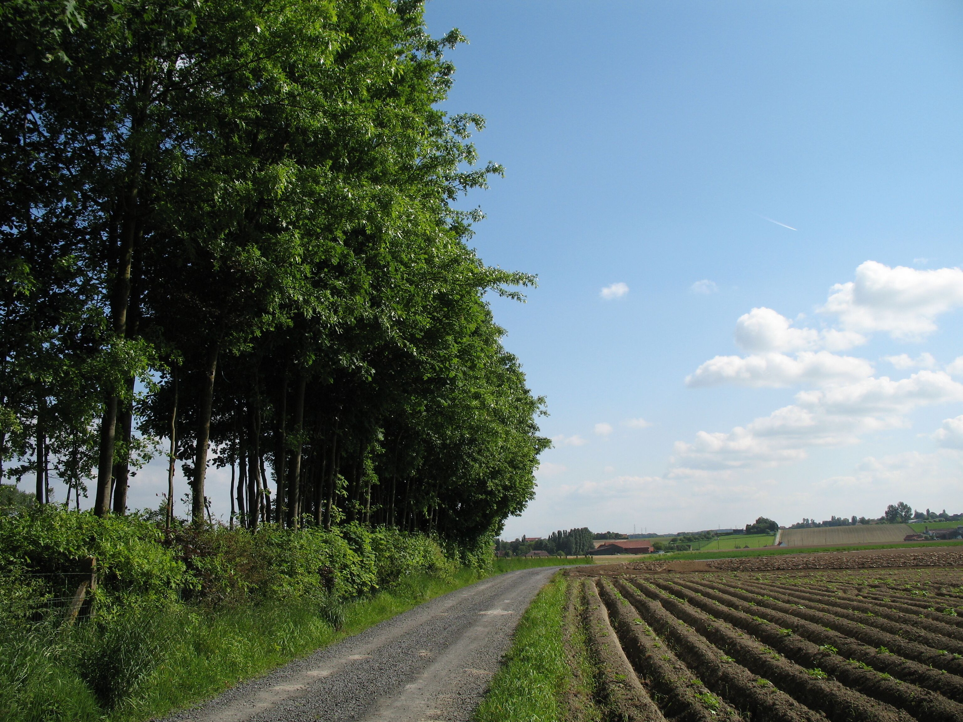A rural road flanked by lush green trees and fields of crops.