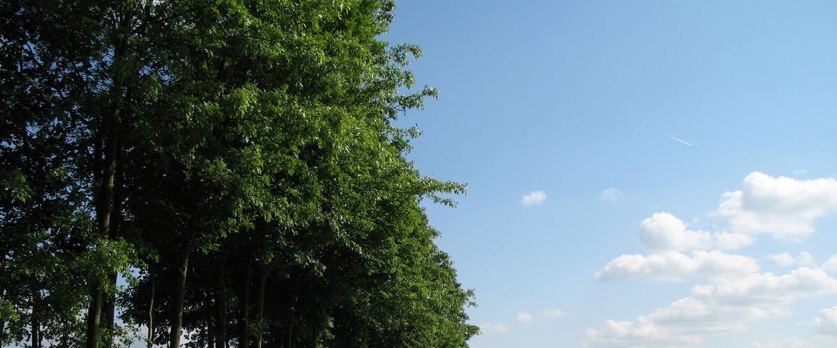 A rural road flanked by lush green trees and fields of crops.