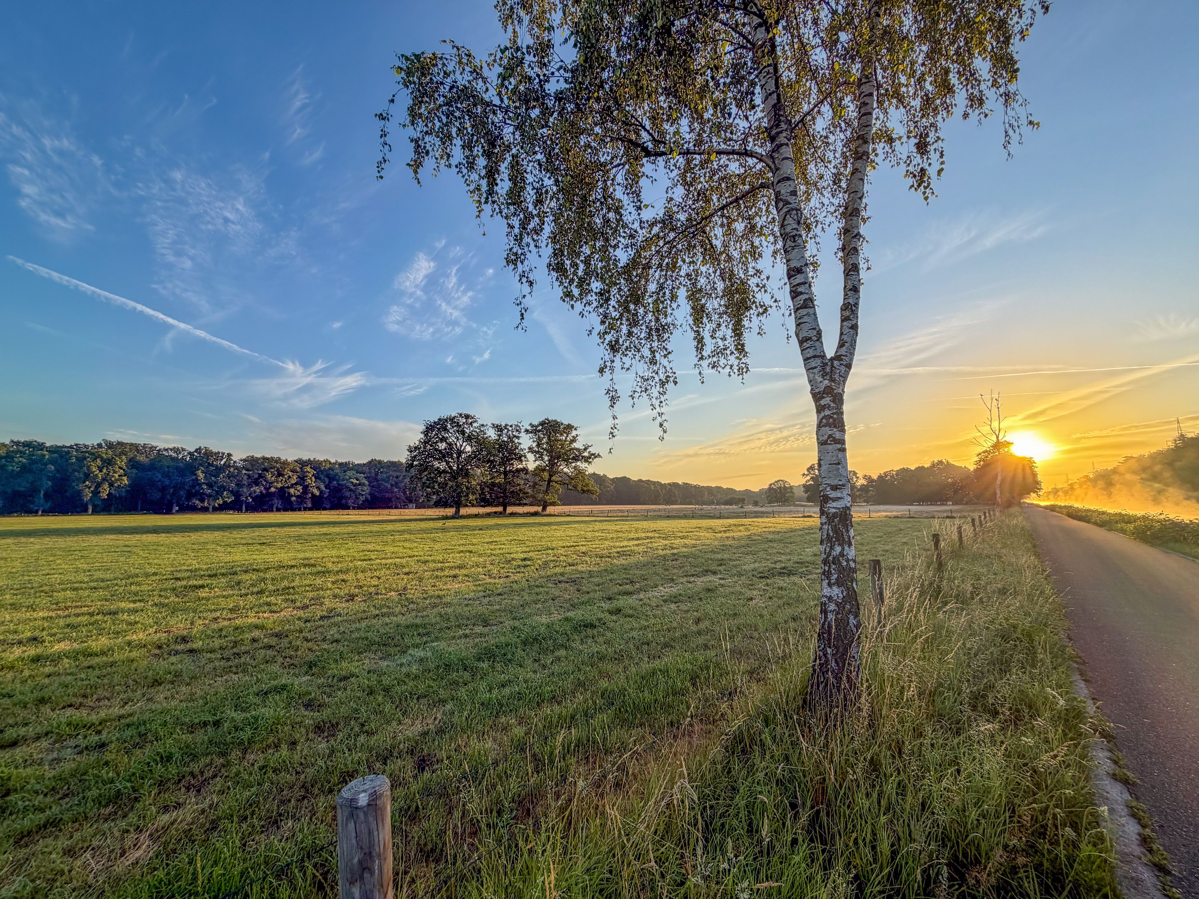 Golden Sunrise Over Rural Meadow with Birch Tree Along Country Road, Brecht, België