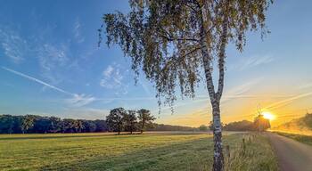 Golden Sunrise Over Rural Meadow with Birch Tree Along Country Road, Brecht, België