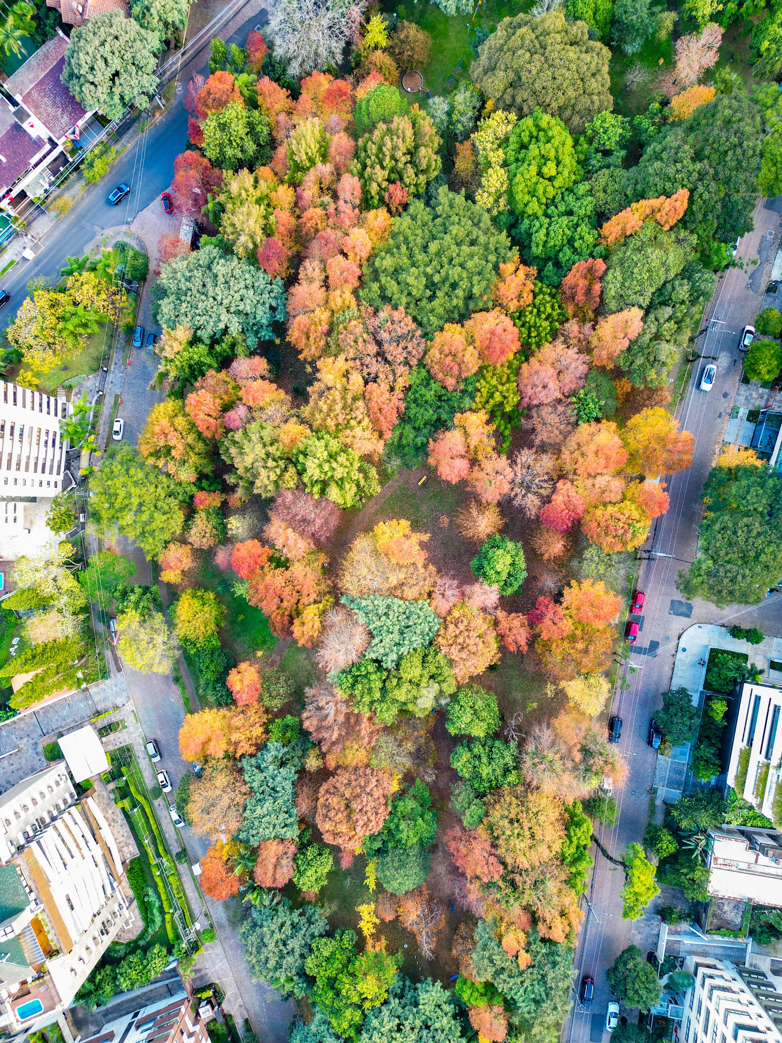 An aerial view of a park with trees in autumn colors, surrounded by urban buildings.