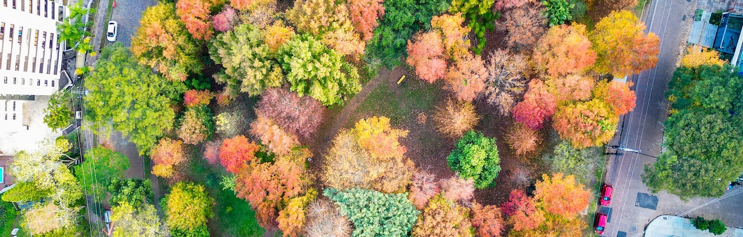 Vista aérea de um parque com árvores em tons de outono, cercado por edifícios urbanos.