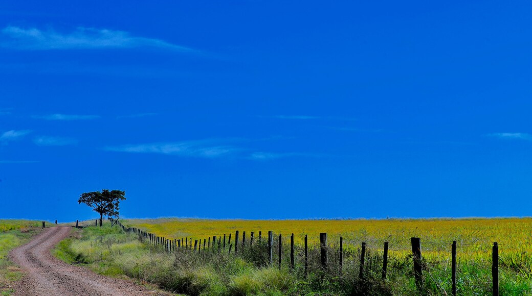 FIELD BRAZIL / ALEGRETE RIO GRANDE DO SUL