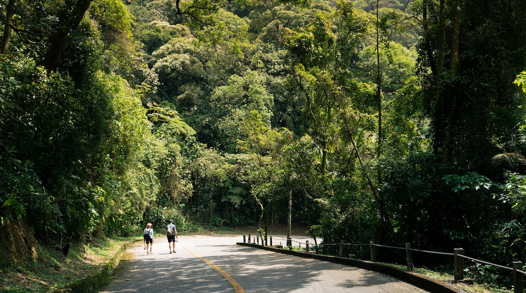 アルニケイラス