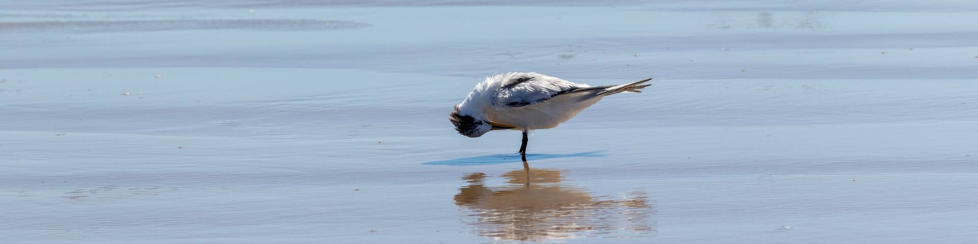 A bird standing on wet sand with a reflection.
