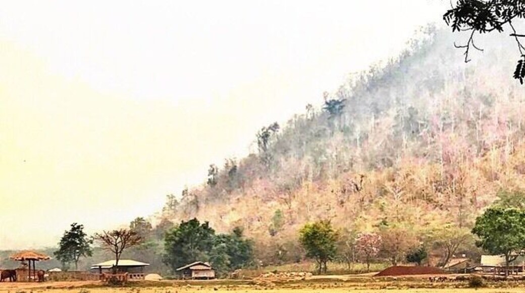 Elephants Natural Park