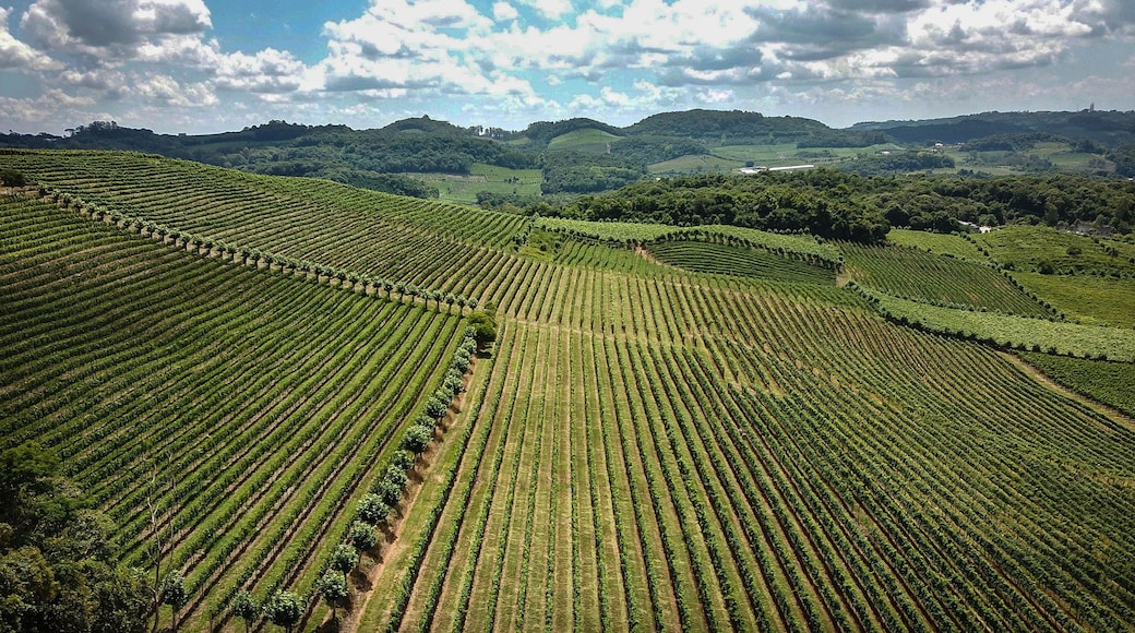 Un vignoble avec des rangées de vignes.