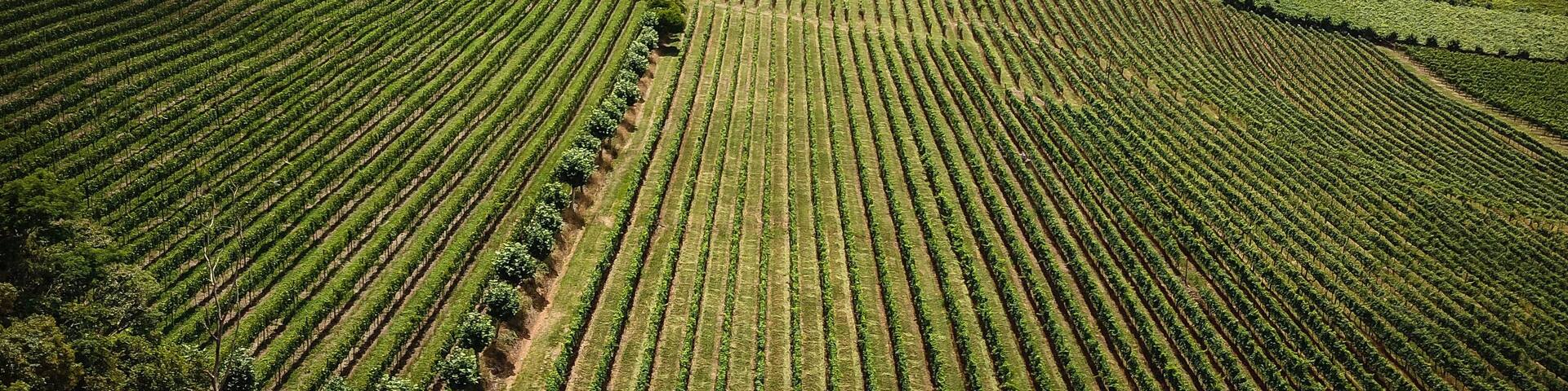 A vineyard with rows of grapevines.