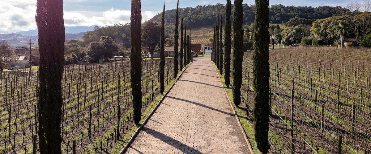 A vineyard with rows of grapevines and tall cypress trees lining the path.