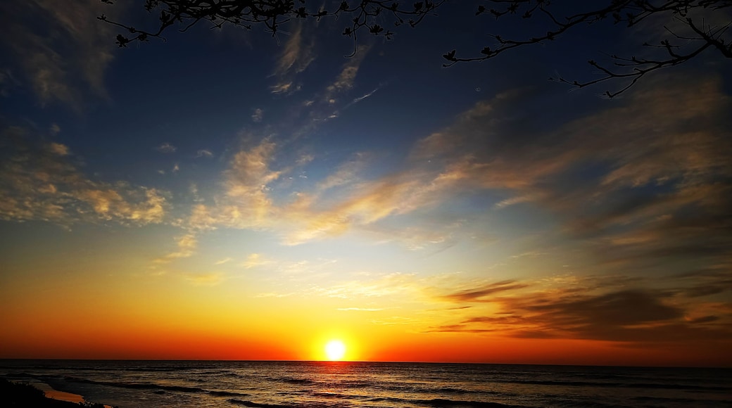Pôr do sol sobre o oceano com céu limpo e silhuetas de árvores.