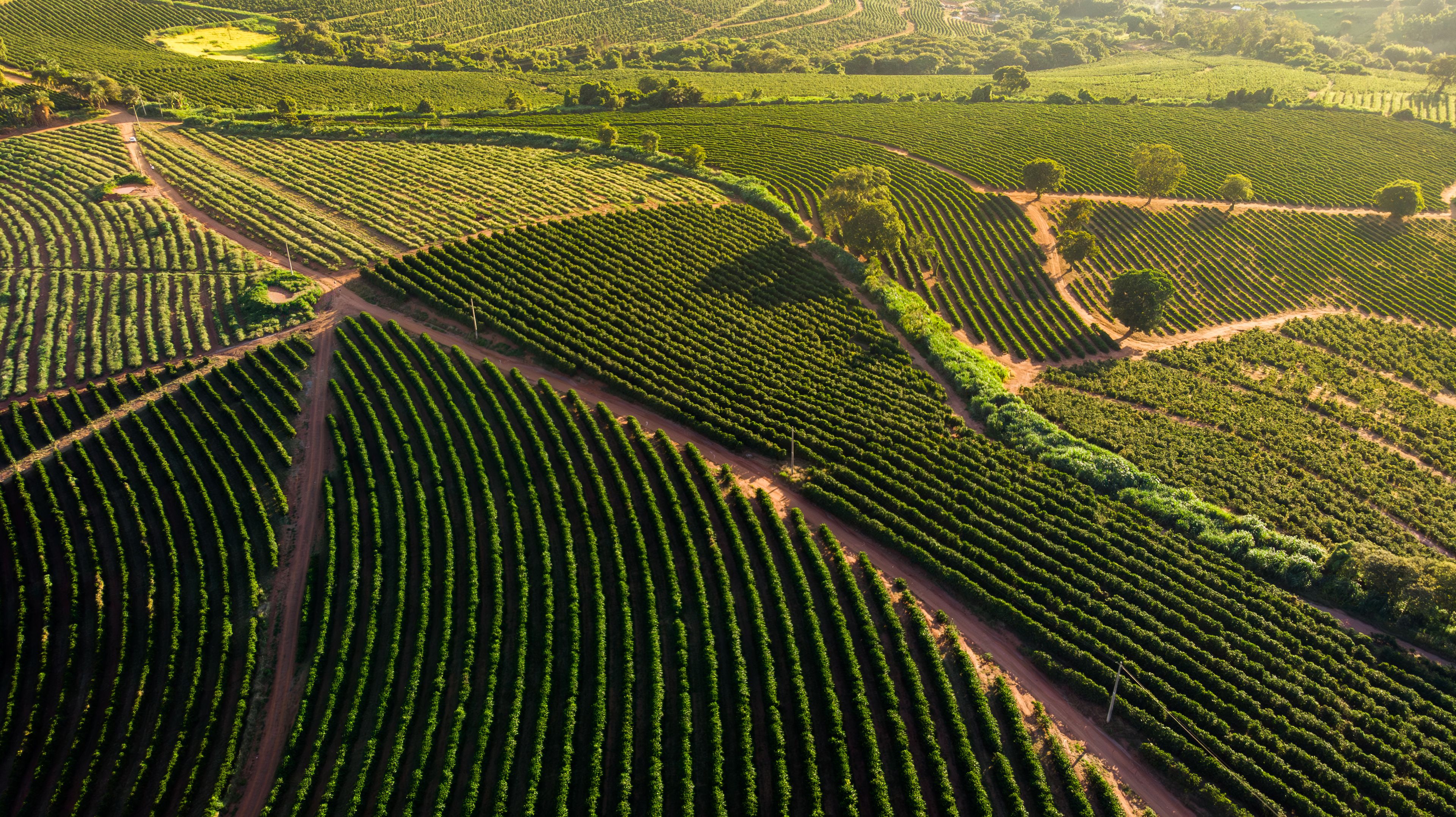 Vue aérienne d’un vignoble avec ses rangées de vignes.