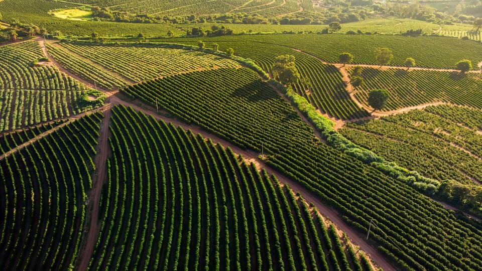 Vue aérienne d’un vignoble avec ses rangées de vignes.