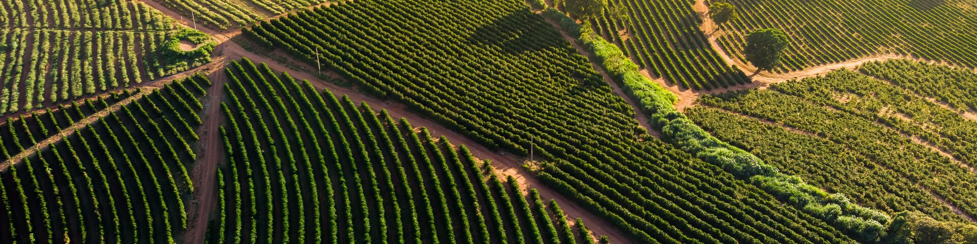 Vista aérea de un viñedo con hileras de vid.