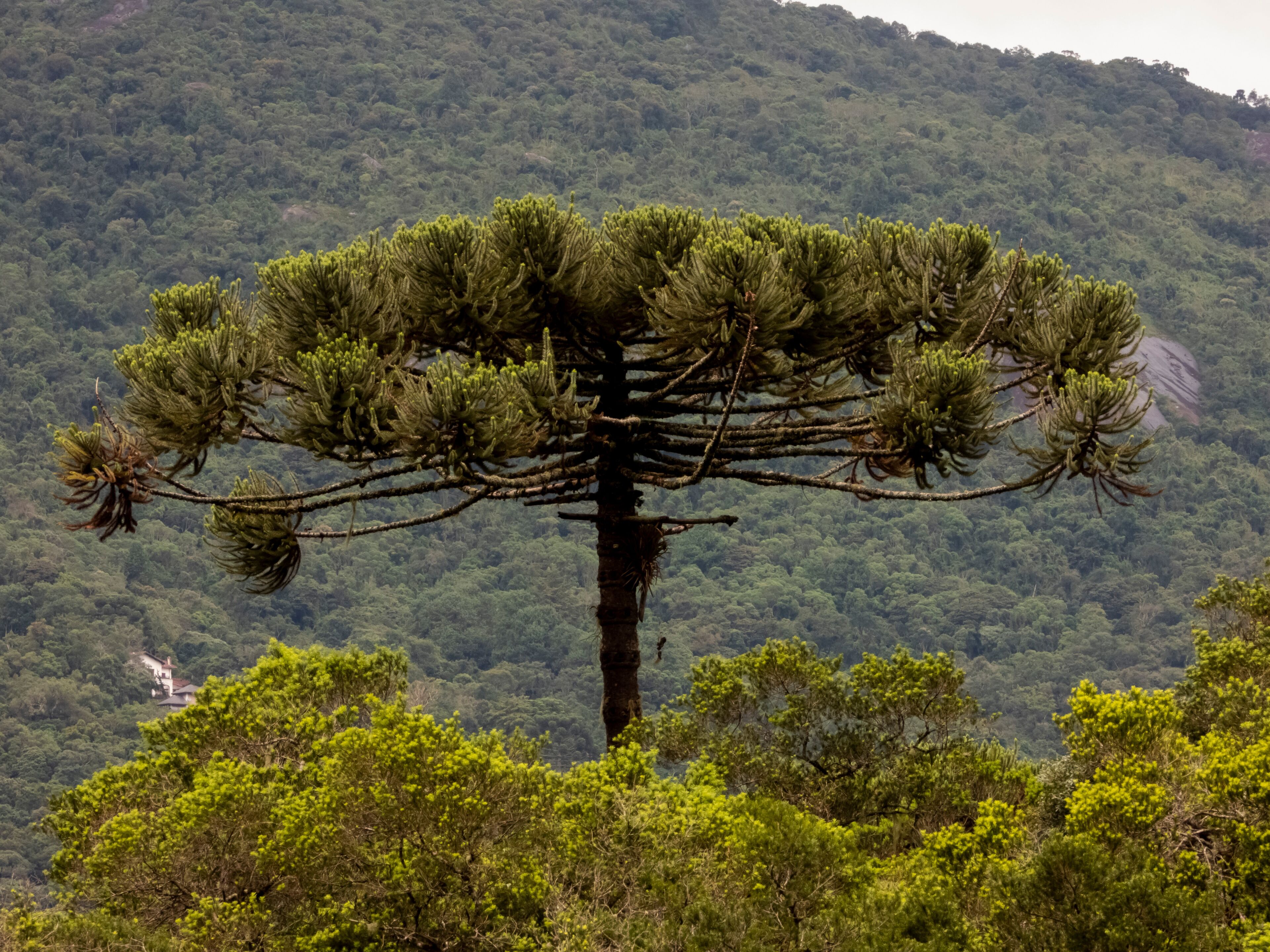 Araucaria angustifolia, the Paraná pine tree