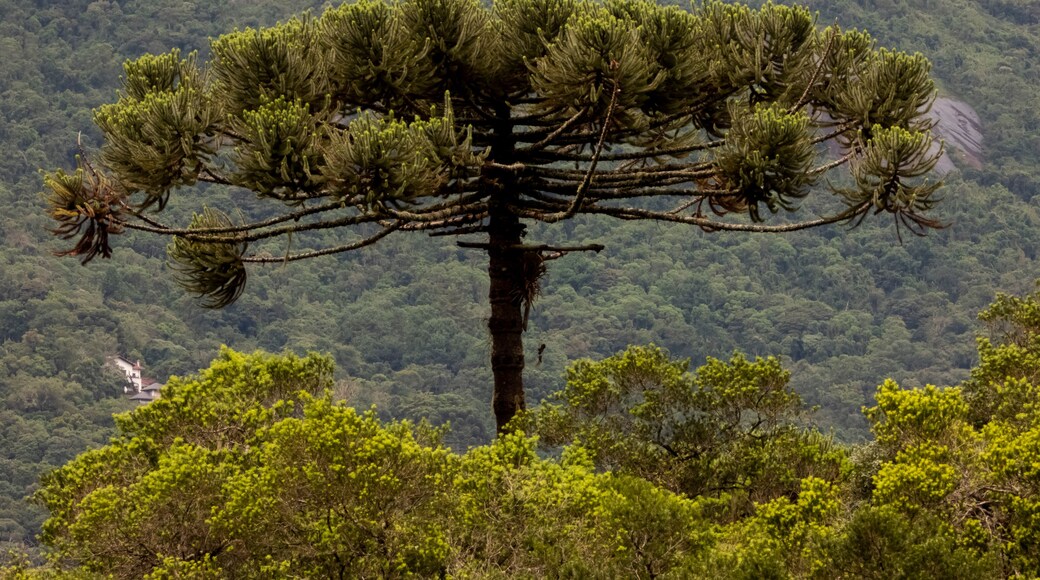 Araucaria angustifolia, the Paraná pine tree