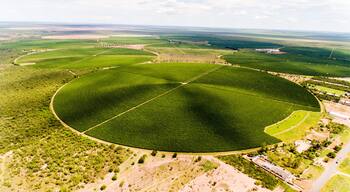 An aerial view of a large agricultural field with distinct crop patterns.