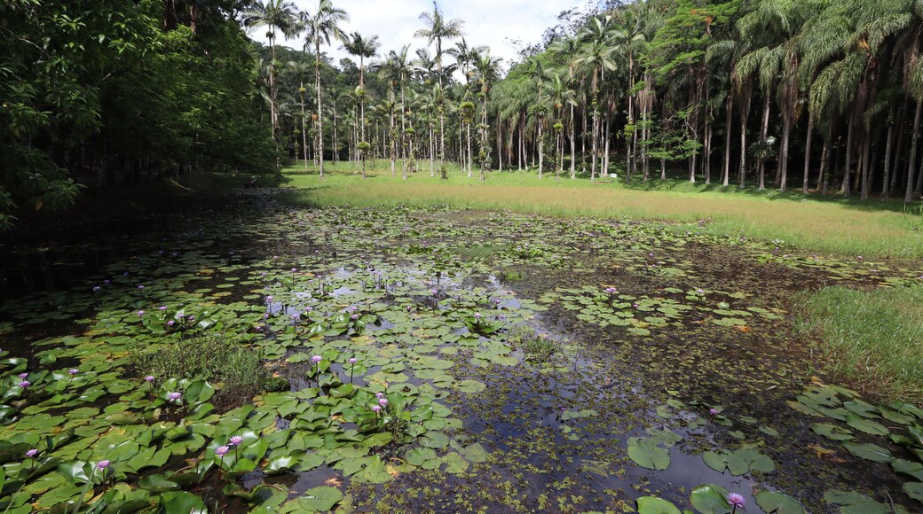 คามินโญ เปเกโน