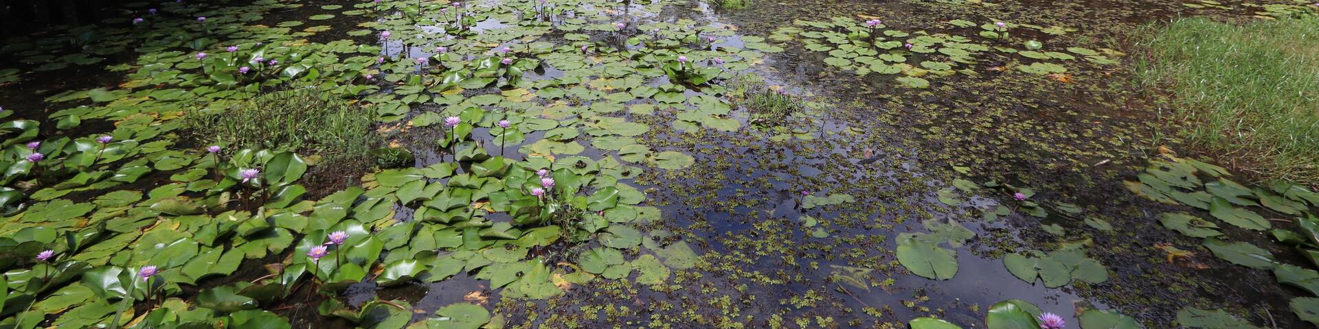 Lily pad paradise, Jaragua do Sul, Santa Catarina, Brazil!