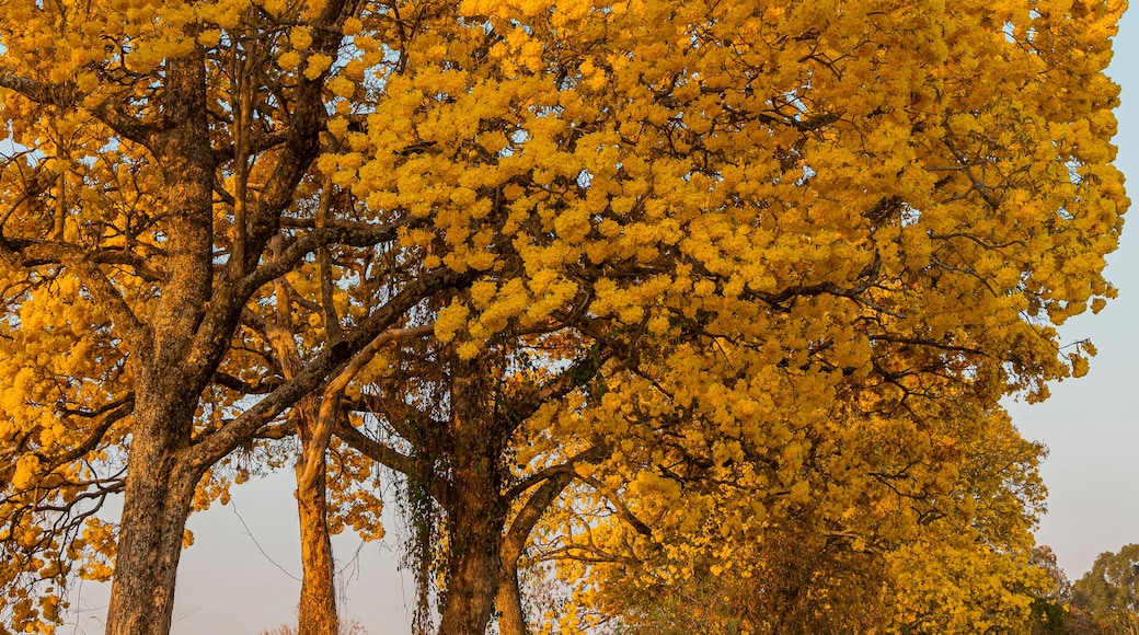 A large tree with yellow leaves, a road, and a fence in the background.