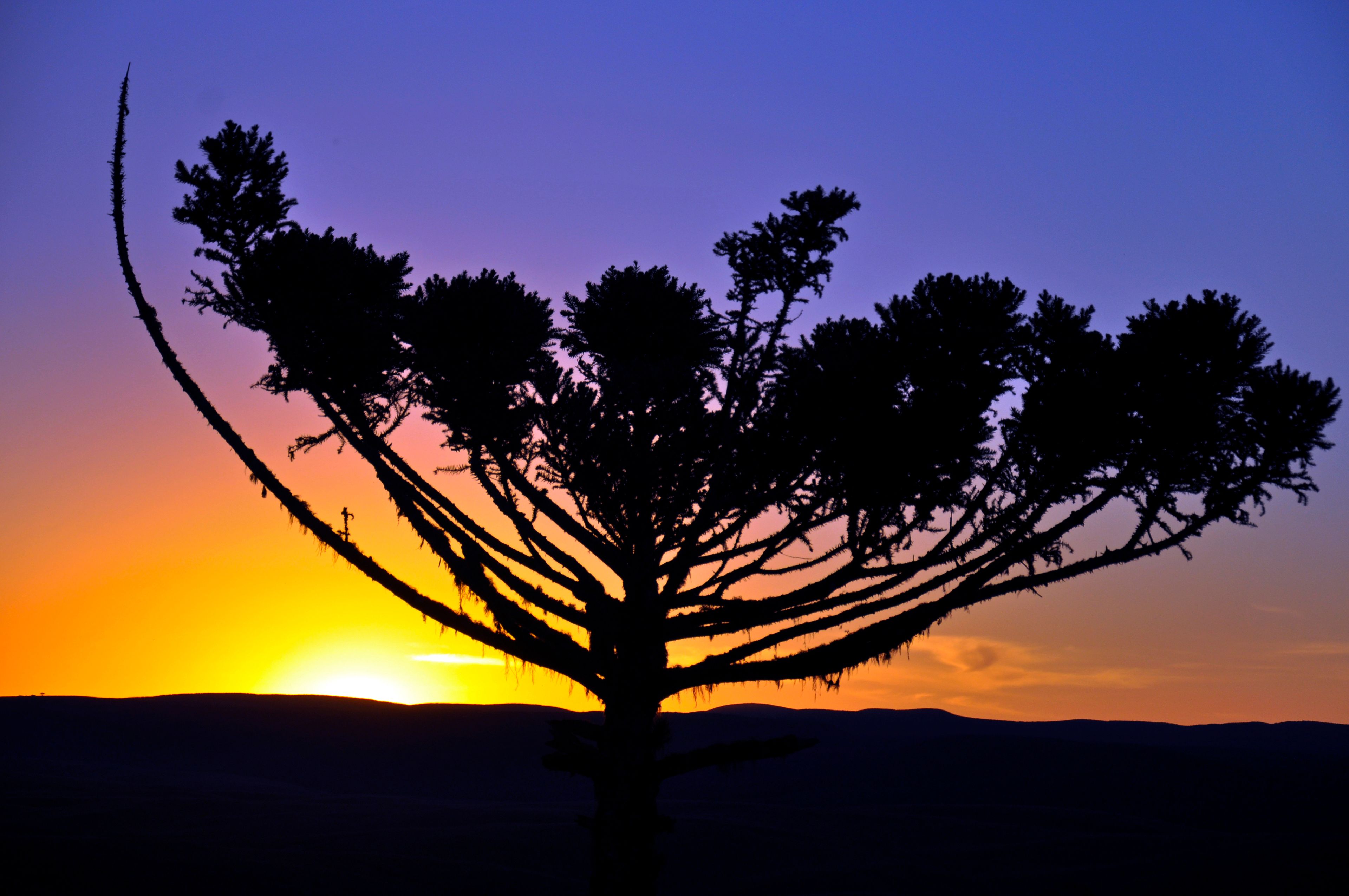 Silhouette of an araucaria tree at sunset in São Francisco de Paula, Rio Grande do Sul, Brazil