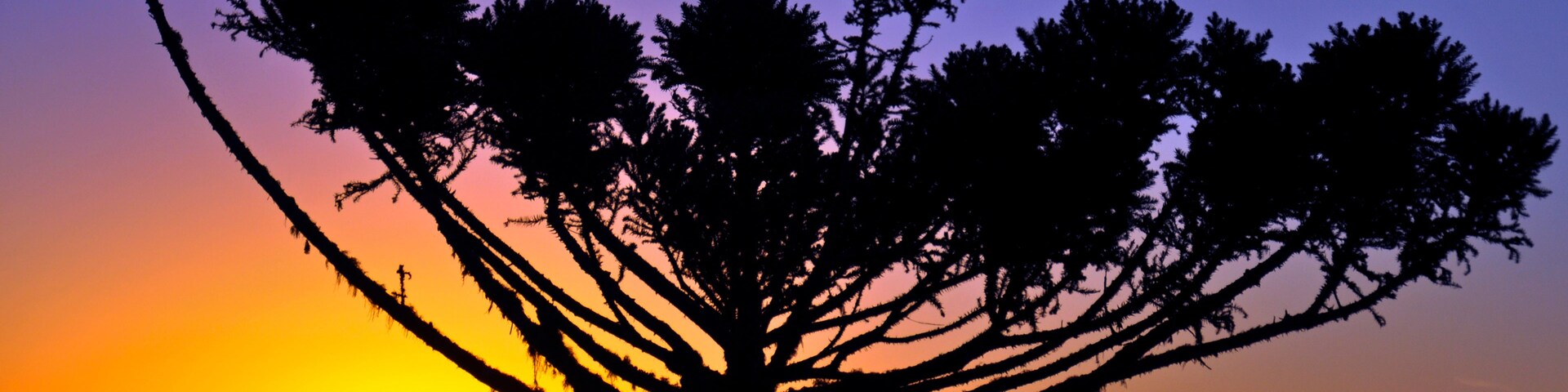 Silueta de un árbol contra un cielo al atardecer.