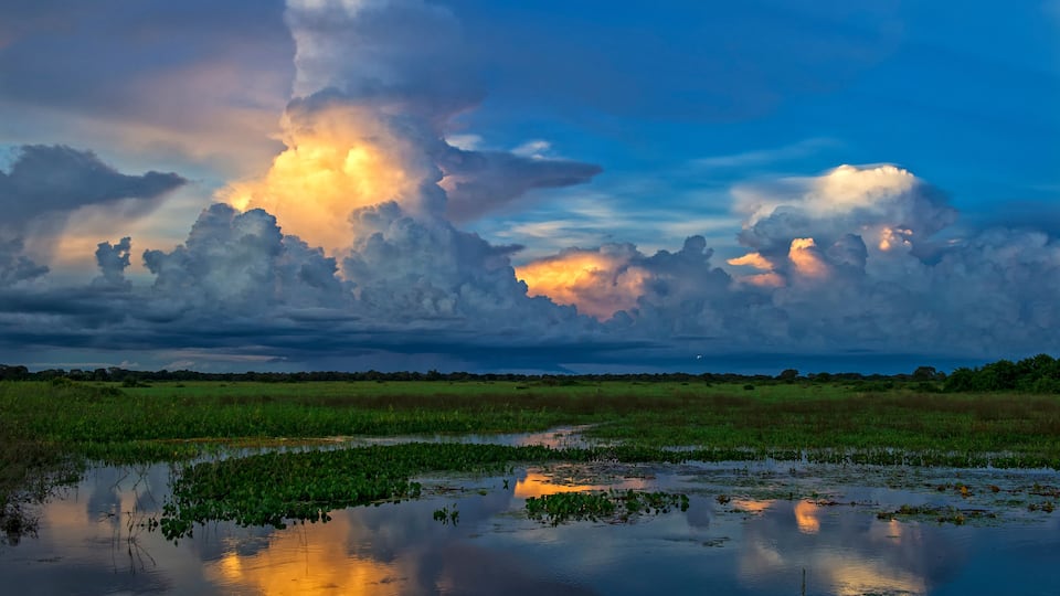 The Brazilian Pantanal
