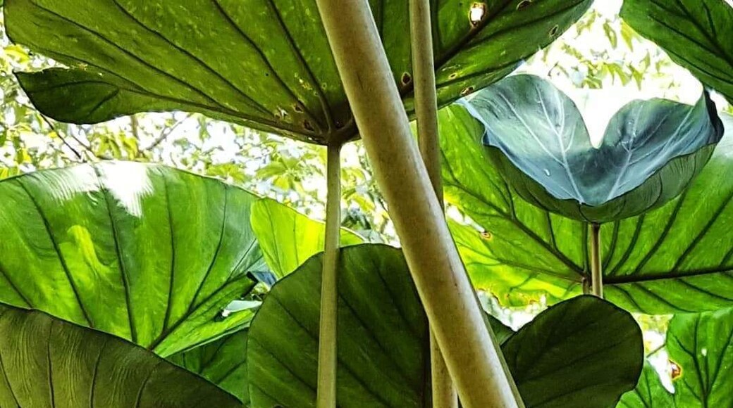 As plantas do jardim da nossa casa!