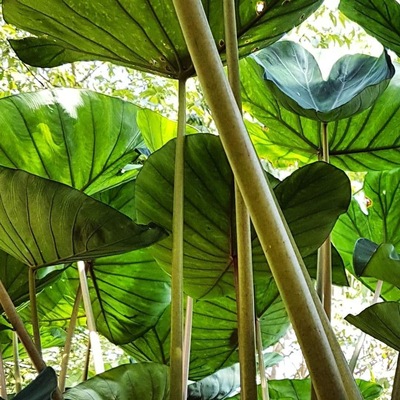 As plantas do jardim da nossa casa!