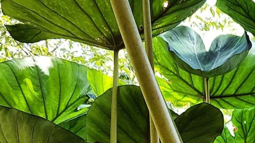 As plantas do jardim da nossa casa!