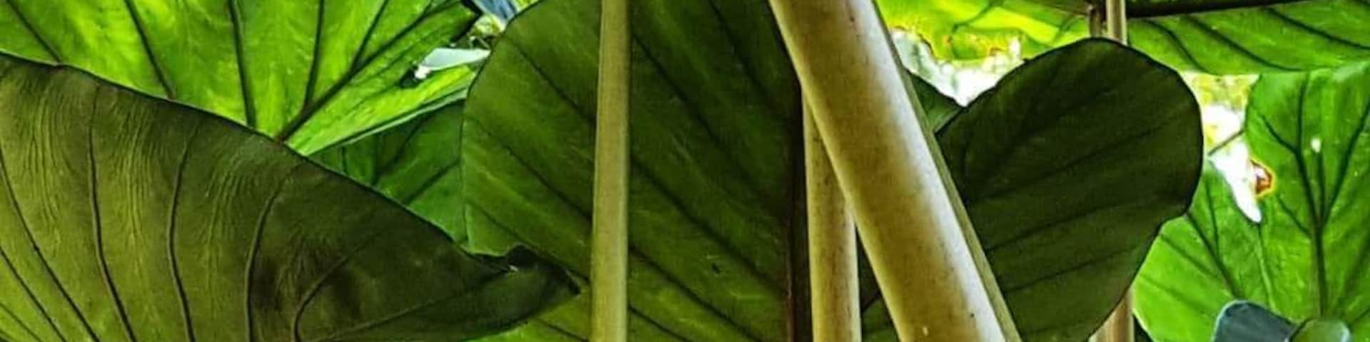 As plantas do jardim da nossa casa!
