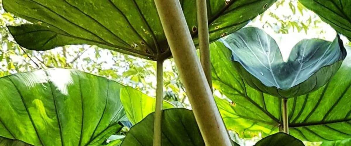 Large green leaves and thin stems of a plant.