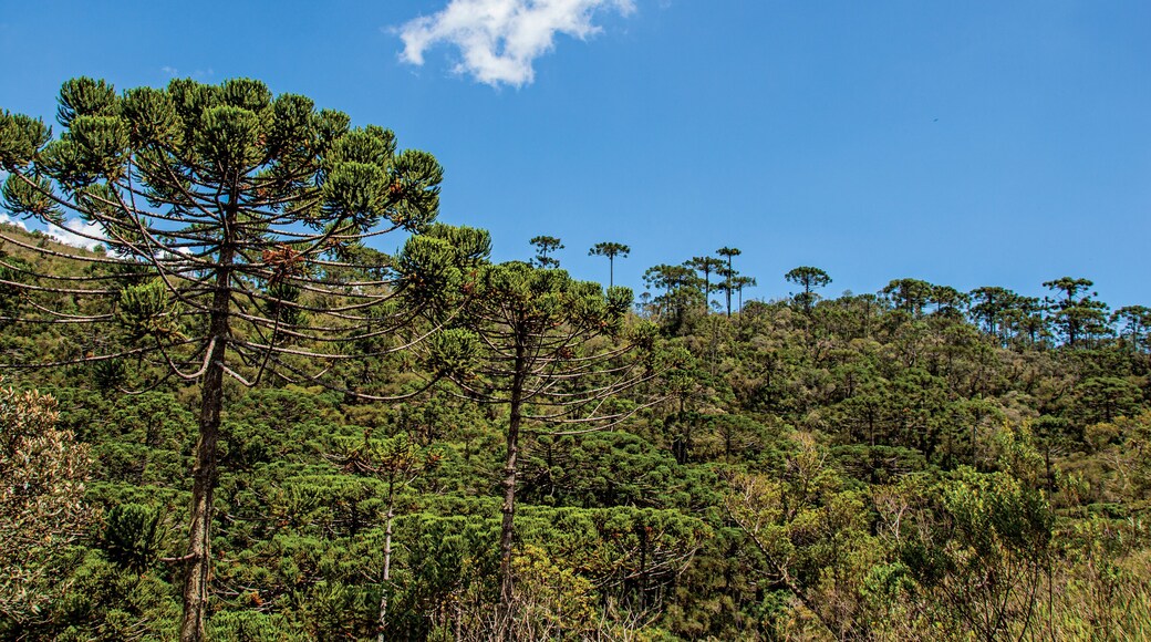 View of treetops in the middle of a pine forest in Horto Florestal, near Campos do Jordao, a city famous for its mountain and hiking tourism. Located in the São Paulo State, southwestern Brazil
