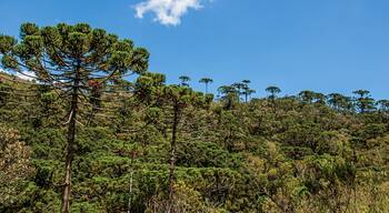 View of treetops in the middle of a pine forest in Horto Florestal, near Campos do Jordao, a city famous for its mountain and hiking tourism. Located in the São Paulo State, southwestern Brazil