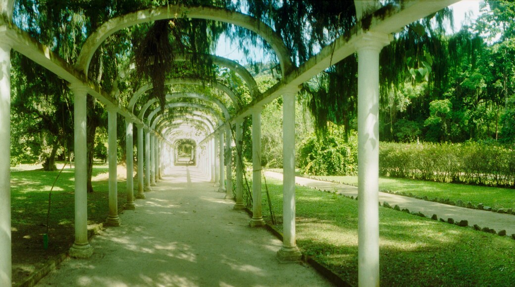Pathway in a botanical garden, Jardim Botanico, Zona Sul, Rio de Janeiro, Brazil.