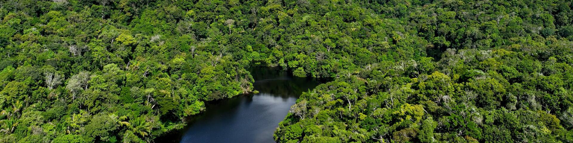 Manaus Brazil. Taruma River at Amazon Forest affluent of giant Black River at Amazonian Biome. Natural wildlife landscape. Global warming logging deforestation. Amazon rainforest wildlife.