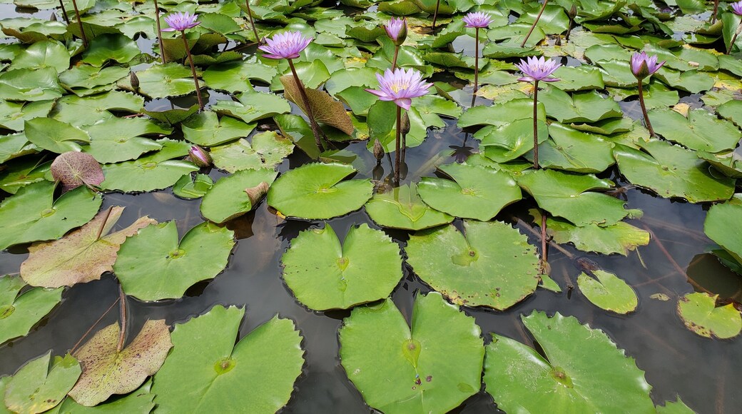 It's best to go to Parque do Utinga early to beat the Amazon sun. Rent a bike and do the trail at leisurely pace in an hour.