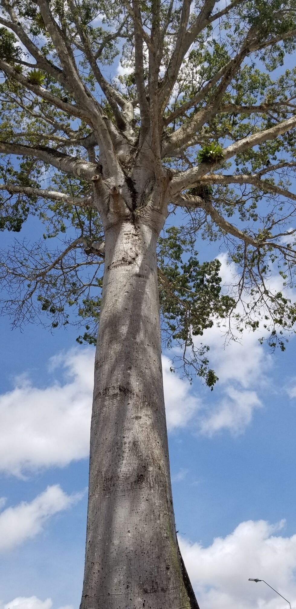 #natureza #tree #bluesky #natural #running 