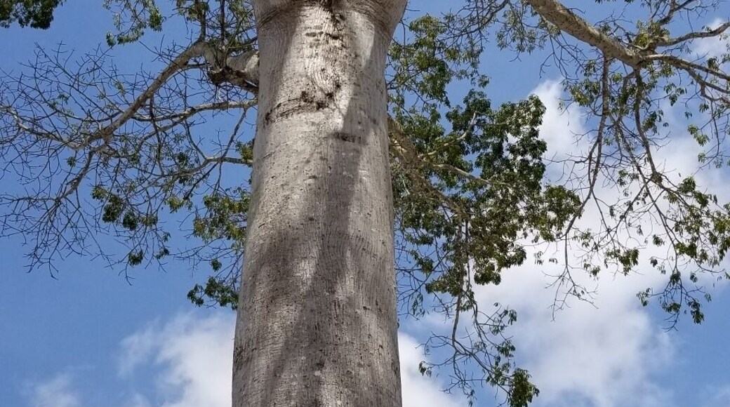 #natureza #tree #bluesky #natural #running