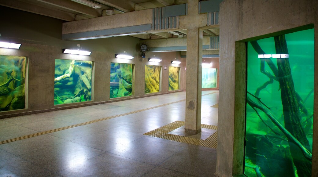 Aquarium of the City showing interior views and marine life