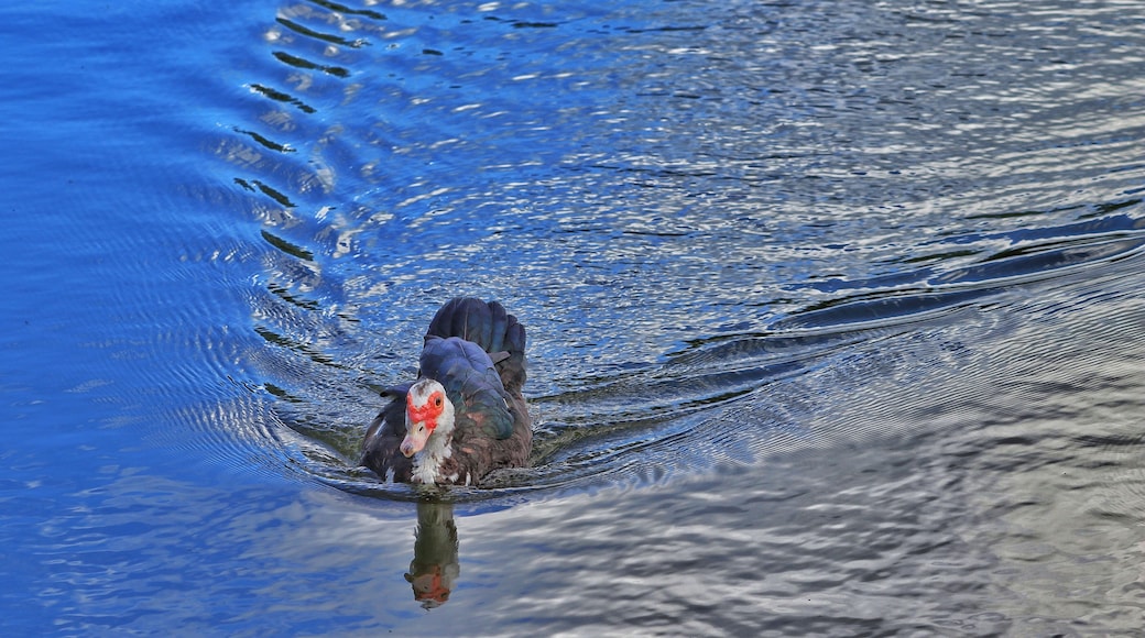 Duck swimming in the pond. Erivaldo Cerqueira Municipal Park. Feira de Santana, Bahia - Brazil.