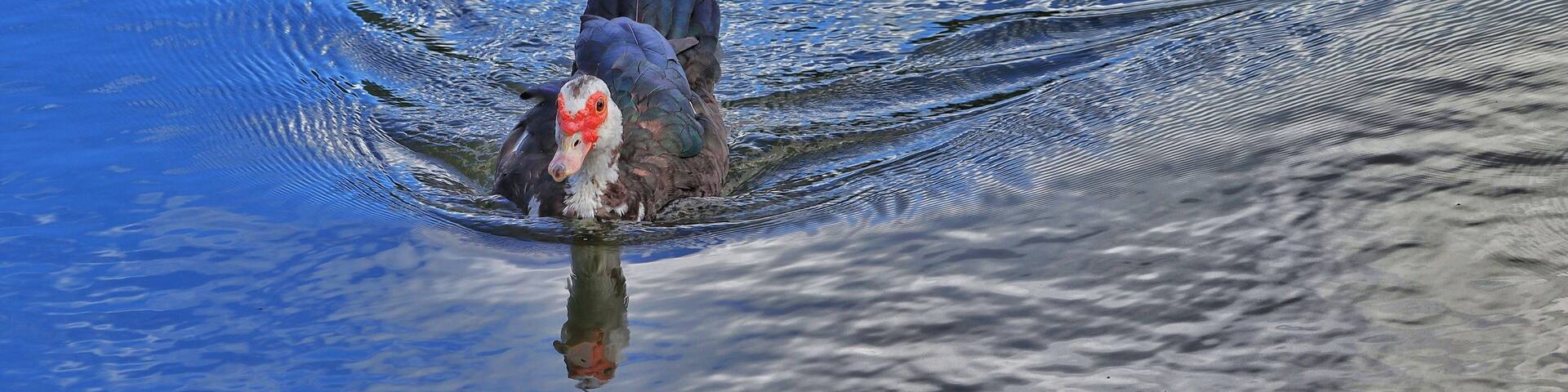 Duck swimming in the pond. Erivaldo Cerqueira Municipal Park. Feira de Santana, Bahia - Brazil.