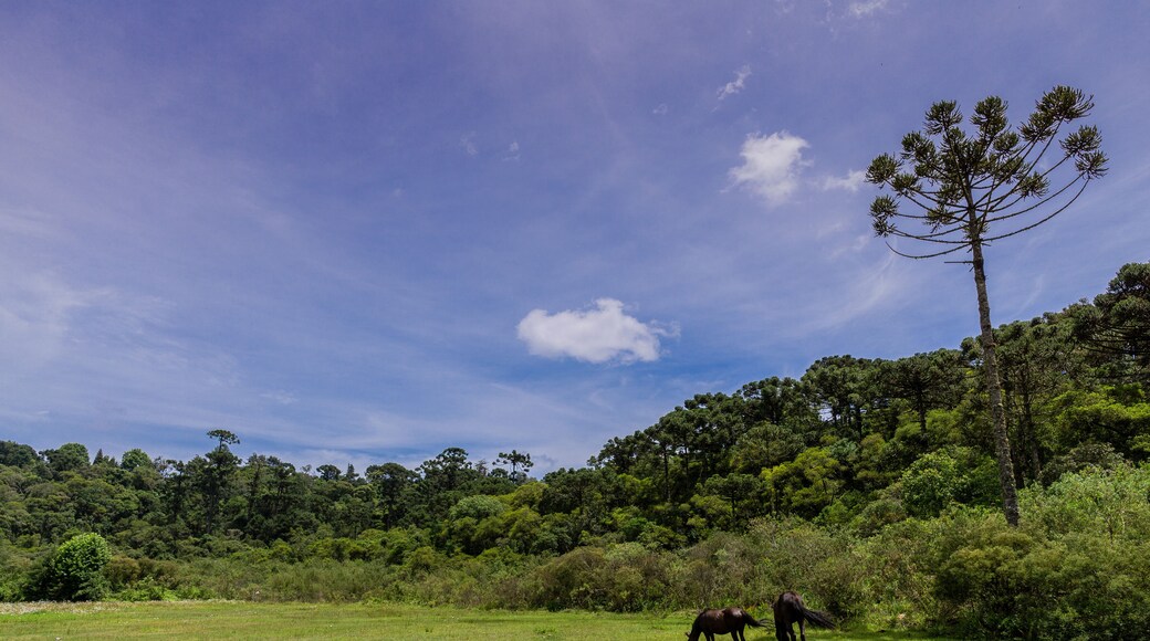 Cavalos soltos em paisagem natural na região do sul de Minas Gerais, Brasil