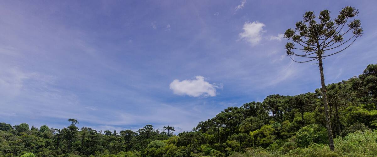 Cavalos soltos em paisagem natural na região do sul de Minas Gerais, Brasil