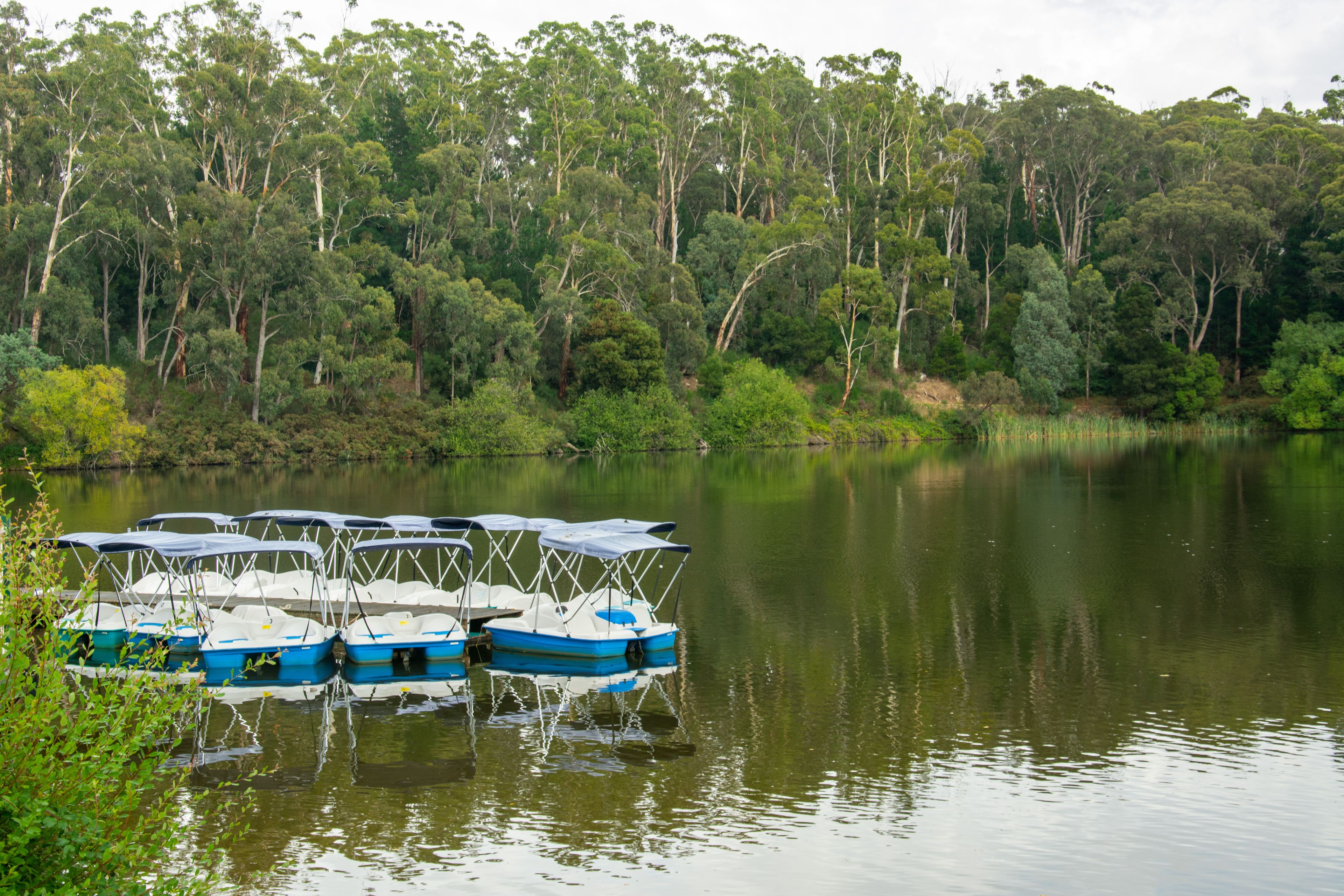 A calm lake with several blue paddle boats docked on the shore, surrounded by dense green trees.