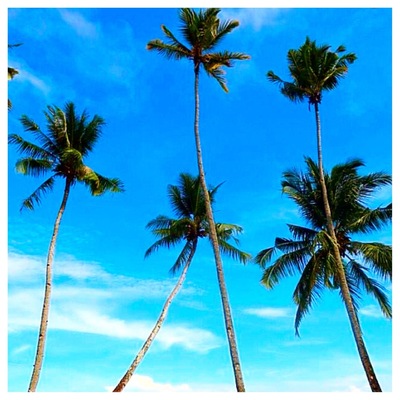 Beautiful Coconut Trees at Sauwandarek Village, Mansuar Island 🌴🌴🌴