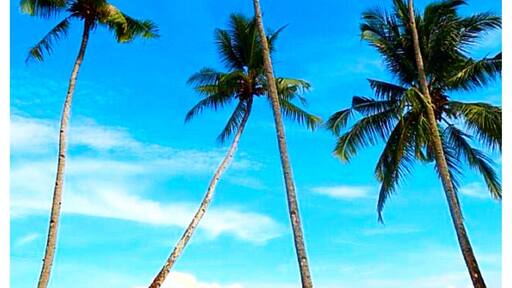 Beautiful Coconut Trees at Sauwandarek Village, Mansuar Island 🌴🌴🌴